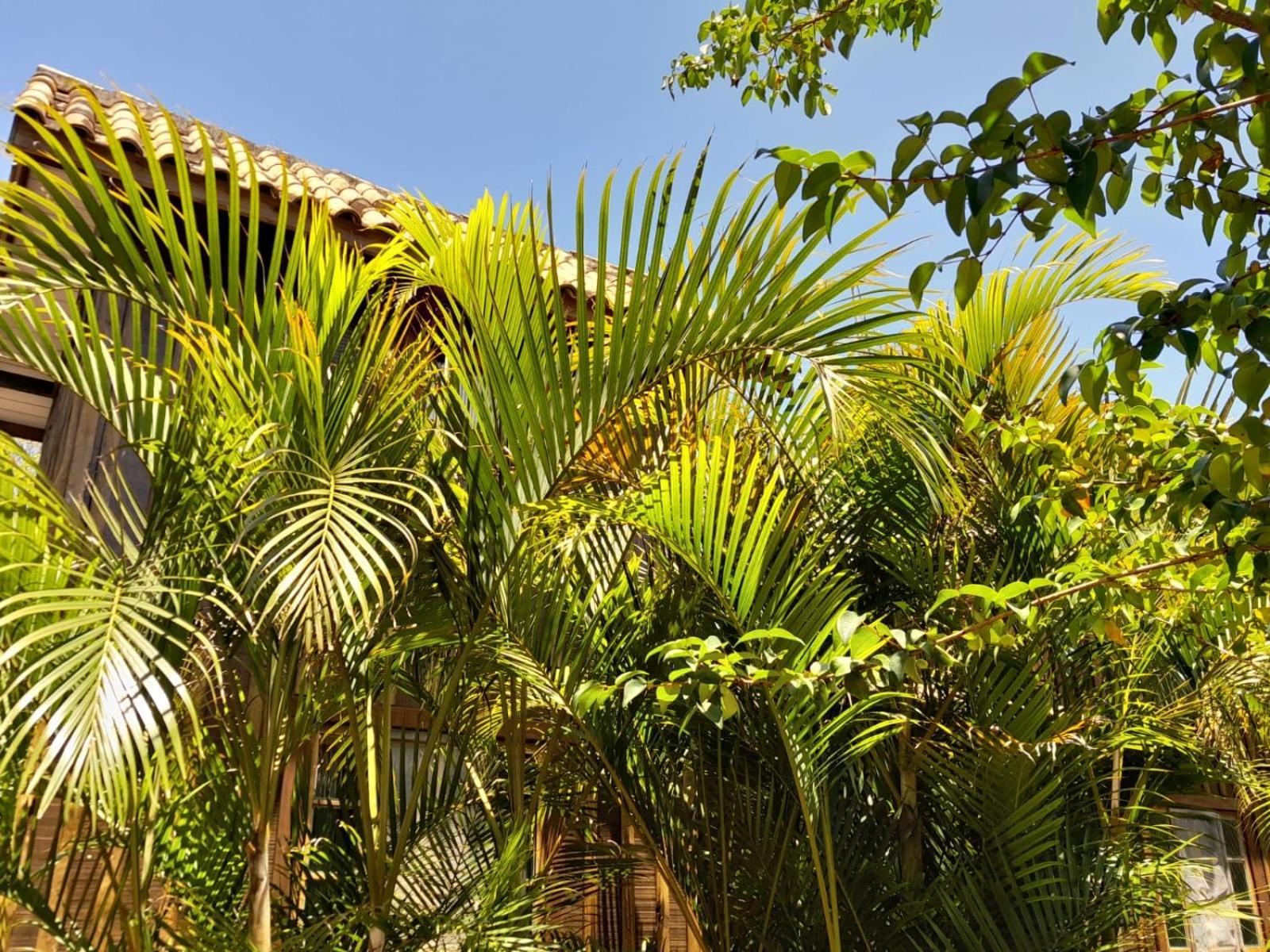 Recanto Das Bromelias Chales Guarda do Embaú Exteriér fotografie